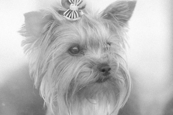 Les plus beaux animaux exotiques du monde