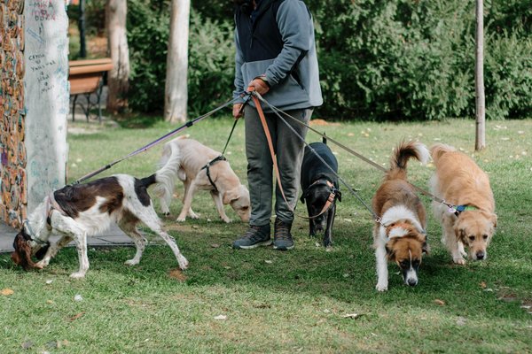 Les indispensables à découvrir pour les passionnés de chiens
