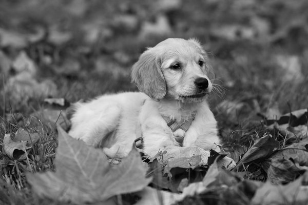 Formation ostéopathe équin : parcours et opportunités à saisir