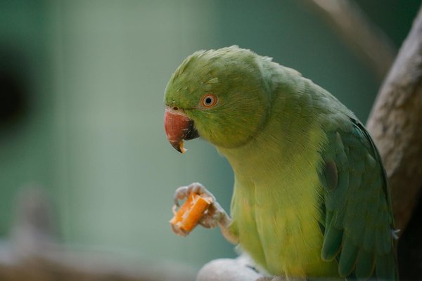 Le langage corporel des chiens : une clé pour comprendre leur comportement