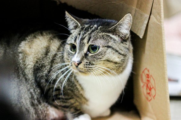 Les animaux comiques : top 10 de leurs meilleurs moments drôles !