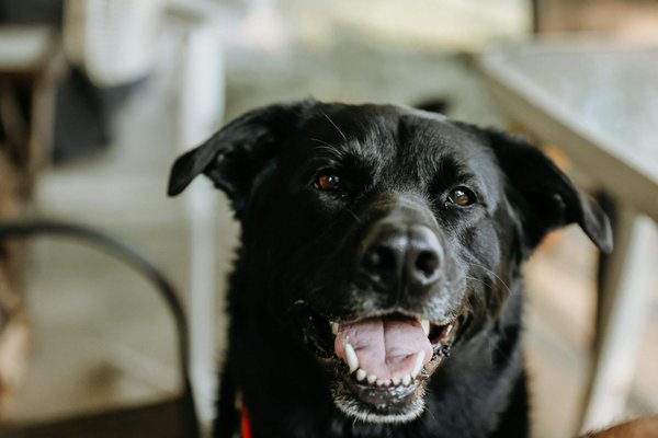 Les tendances en alimentation crue pour animaux en 2024