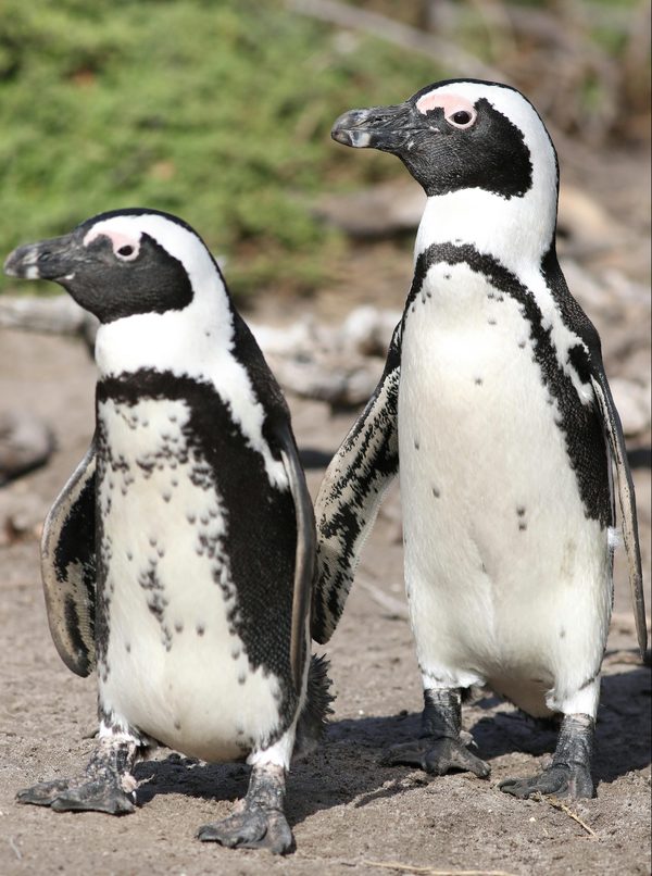 Les animaux comiques : top 10 de leurs meilleurs moments drôles !